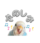 セキセイインコ のぽっちゃん大きな文字（個別スタンプ：16）