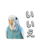 セキセイインコ のぽっちゃん大きな文字（個別スタンプ：19）