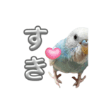 セキセイインコ のぽっちゃん大きな文字（個別スタンプ：21）