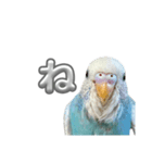 セキセイインコ のぽっちゃん大きな文字（個別スタンプ：22）