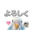 セキセイインコ のぽっちゃん大きな文字（個別スタンプ：23）