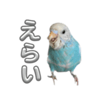 セキセイインコ のぽっちゃん大きな文字（個別スタンプ：24）