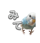 セキセイインコ のぽっちゃん大きな文字（個別スタンプ：25）