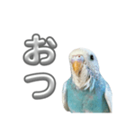 セキセイインコ のぽっちゃん大きな文字（個別スタンプ：29）