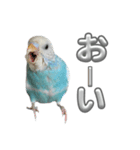 セキセイインコ のぽっちゃん大きな文字（個別スタンプ：31）