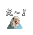 セキセイインコ のぽっちゃん大きな文字（個別スタンプ：33）