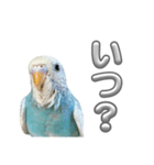 セキセイインコ のぽっちゃん大きな文字（個別スタンプ：36）