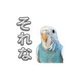 セキセイインコ のぽっちゃん大きな文字（個別スタンプ：38）