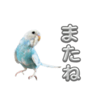 セキセイインコ のぽっちゃん大きな文字（個別スタンプ：40）