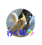 オカメのクーちゃんと一緒 1（個別スタンプ：1）