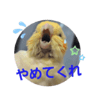 オカメのクーちゃんと一緒 1（個別スタンプ：4）