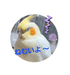 オカメのクーちゃんと一緒 1（個別スタンプ：5）