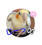 オカメのクーちゃんと一緒 1（個別スタンプ：6）
