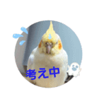 オカメのクーちゃんと一緒 1（個別スタンプ：7）