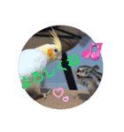 オカメのクーちゃんと一緒 1（個別スタンプ：8）