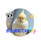 オカメのクーちゃんと一緒 1（個別スタンプ：11）