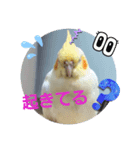 オカメのクーちゃんと一緒 1（個別スタンプ：12）