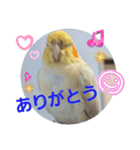 オカメのクーちゃんと一緒 1（個別スタンプ：14）