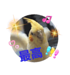 オカメのクーちゃんと一緒 1（個別スタンプ：15）