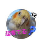 オカメのクーちゃんと一緒 1（個別スタンプ：16）