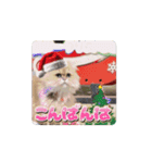 動くMAYUにゃんクリスマス＆年末年始（個別スタンプ：14）