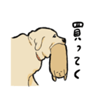 落ち着いてきたラブラドール（個別スタンプ：2）