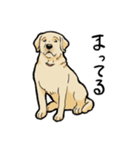 落ち着いてきたラブラドール（個別スタンプ：7）