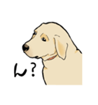 落ち着いてきたラブラドール（個別スタンプ：8）