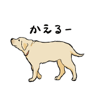 落ち着いてきたラブラドール（個別スタンプ：9）