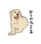 落ち着いてきたラブラドール（個別スタンプ：13）