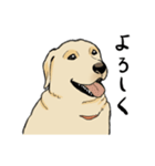 落ち着いてきたラブラドール（個別スタンプ：14）
