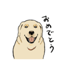 落ち着いてきたラブラドール（個別スタンプ：16）