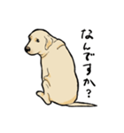 落ち着いてきたラブラドール（個別スタンプ：21）