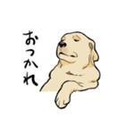 落ち着いてきたラブラドール（個別スタンプ：26）