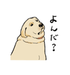 落ち着いてきたラブラドール（個別スタンプ：27）