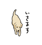 落ち着いてきたラブラドール（個別スタンプ：32）