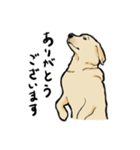 落ち着いてきたラブラドール（個別スタンプ：34）
