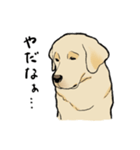 落ち着いてきたラブラドール（個別スタンプ：35）