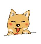 柴犬の1日あいさつ（個別スタンプ：1）
