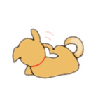 柴犬の1日あいさつ（個別スタンプ：5）