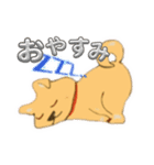 柴犬の1日あいさつ（個別スタンプ：8）