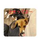 家の犬とBK（個別スタンプ：3）