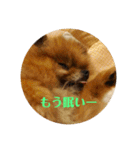 家の犬とBK（個別スタンプ：5）