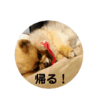 家の犬とBK（個別スタンプ：14）