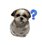 最高に可愛い愛犬スタンプ（個別スタンプ：1）