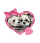 最高に可愛い愛犬スタンプ（個別スタンプ：6）