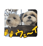 最高に可愛い愛犬スタンプ（個別スタンプ：7）