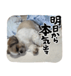 最高に可愛い愛犬スタンプ（個別スタンプ：9）
