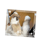 最高に可愛い愛犬スタンプ（個別スタンプ：10）
