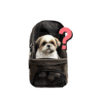 最高に可愛い愛犬スタンプ（個別スタンプ：12）